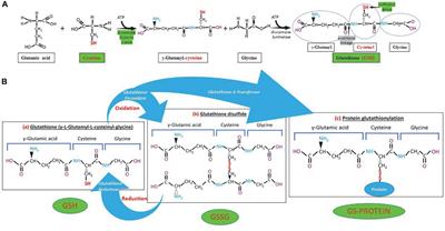 Glutathione: A Samsonian life-sustaining small molecule that protects against oxidative stress, ageing and damaging inflammation